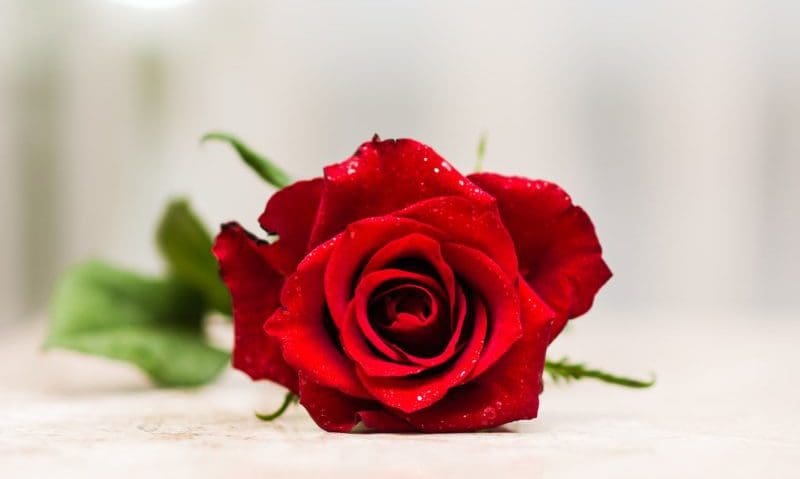 Valentine’s Day sales fall for fifth year in a row