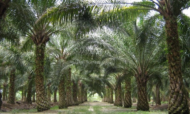 Iceland to ban palm oil from own-brand products
