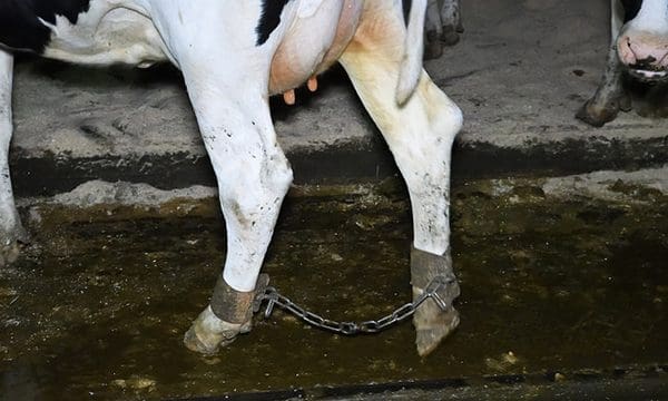 ‘Brutal’ force-feeding of calves filmed on Waitrose organic dairy farm
