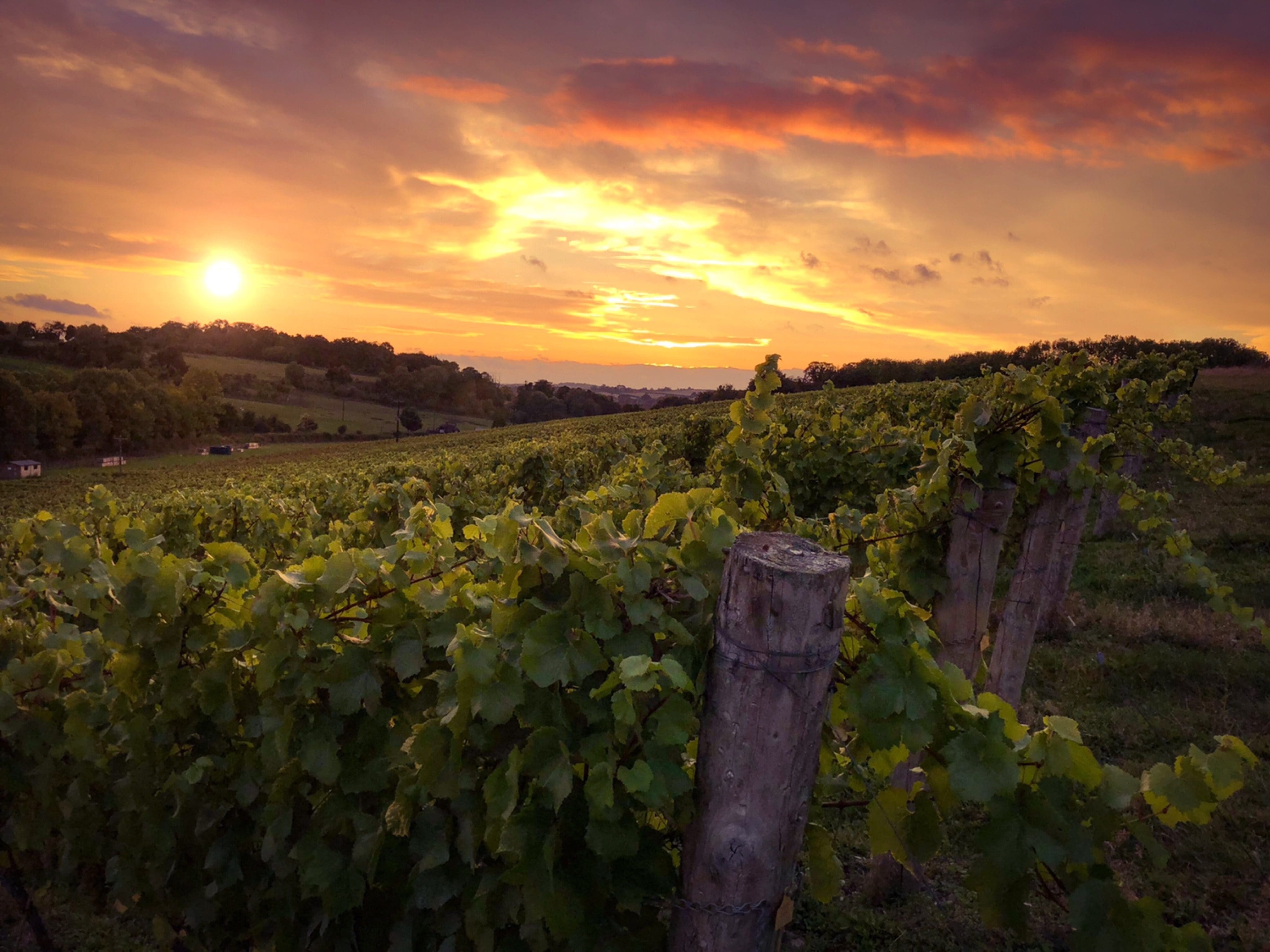 Waitrose sees demand for English wines reach new high