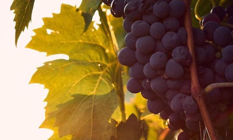 Chapel Down H1 revenues meet expectations amid expansion plans