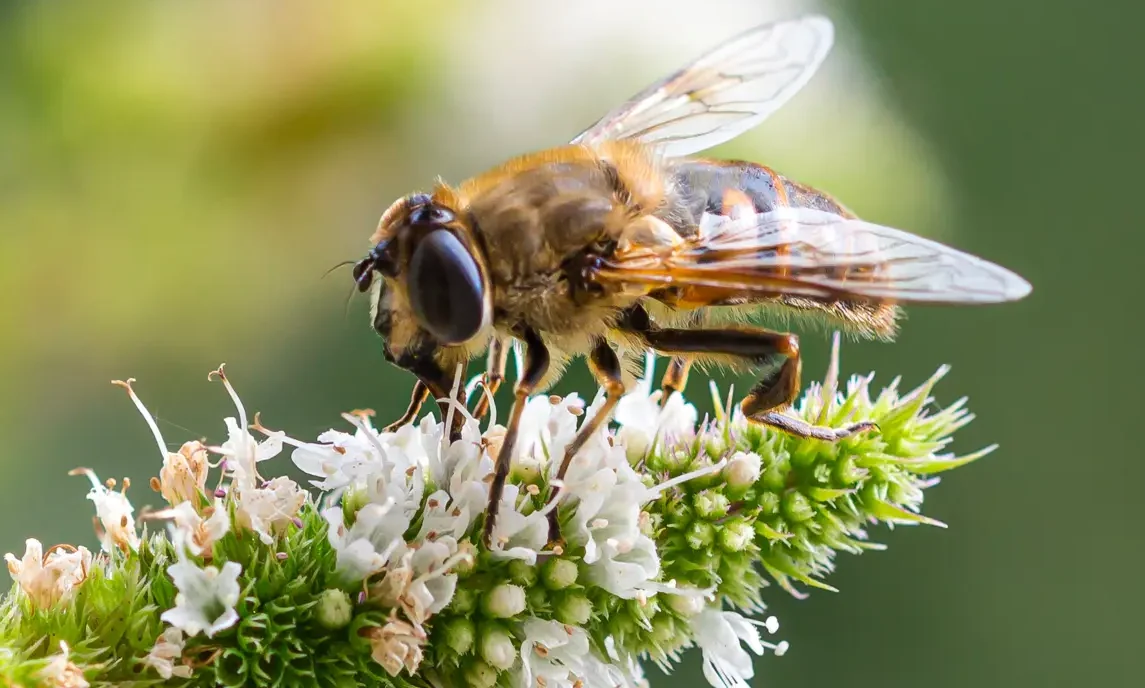 BRC warns retailers over lack of biodiversity targets